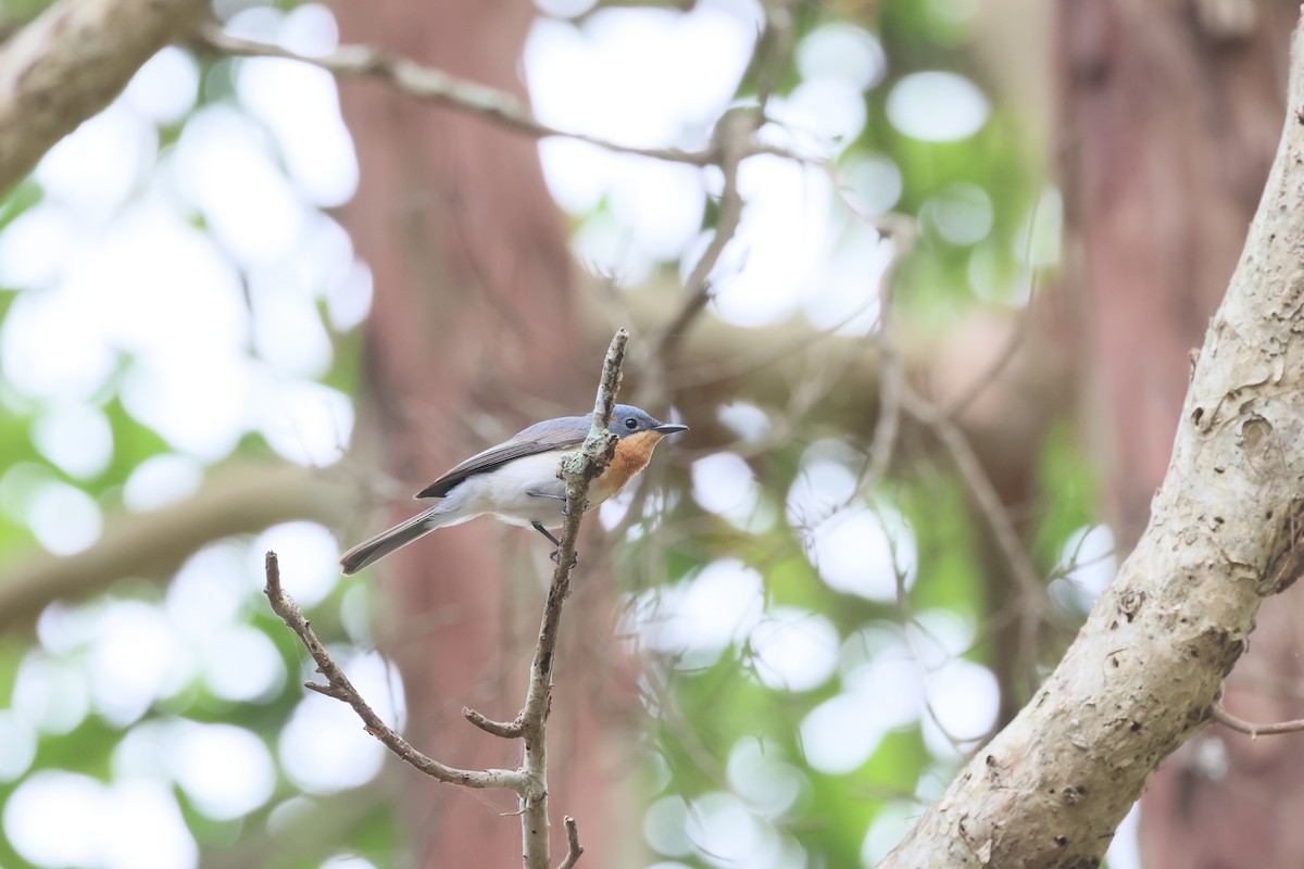 Leaden Flycatcher - ML645774659