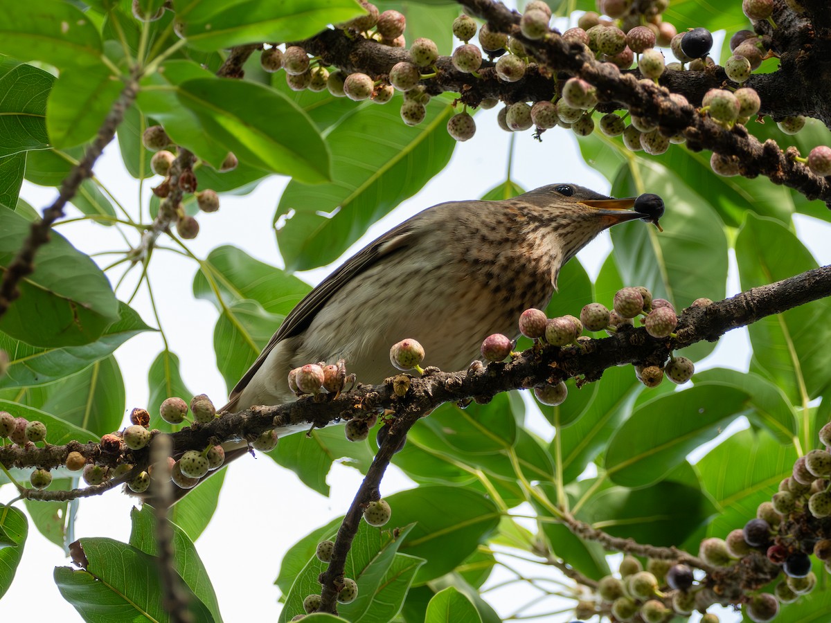 Red-throated Thrush - ML645774681