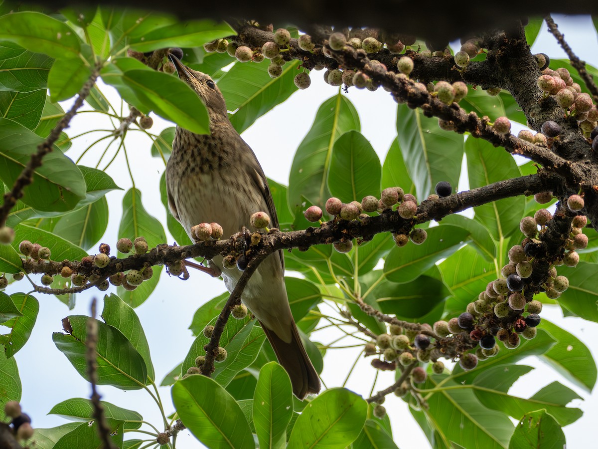 Red-throated Thrush - ML645774682
