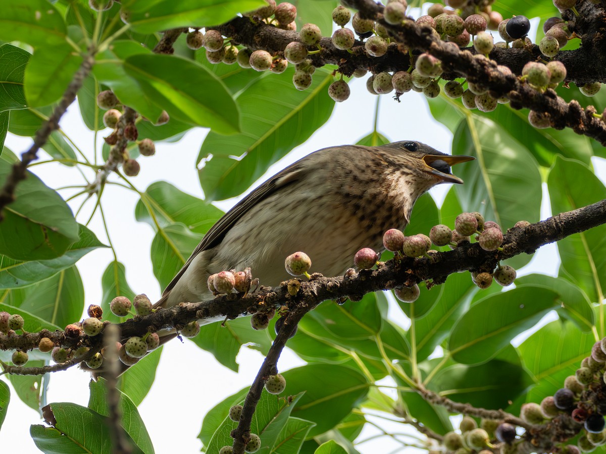 Red-throated Thrush - ML645774683