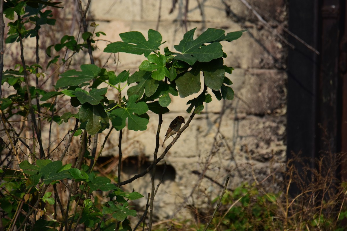 House Sparrow - ML645774686