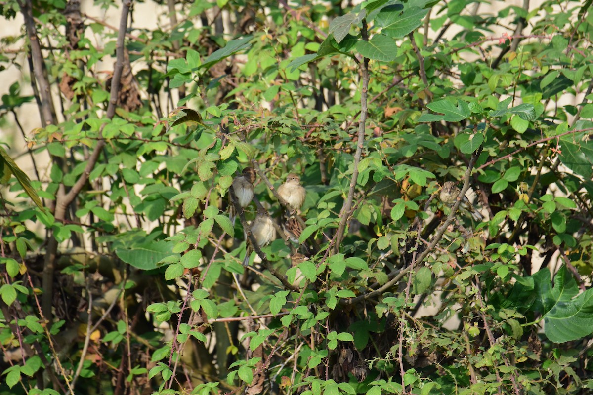 vrabec domácí - ML645774687