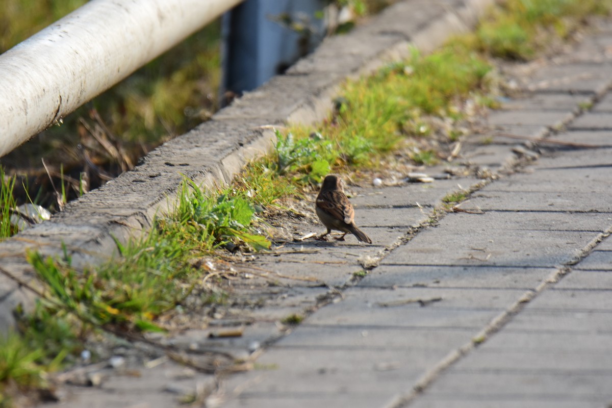 vrabec domácí - ML645774688