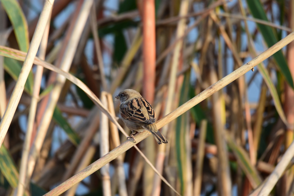 vrabec domácí - ML645774689