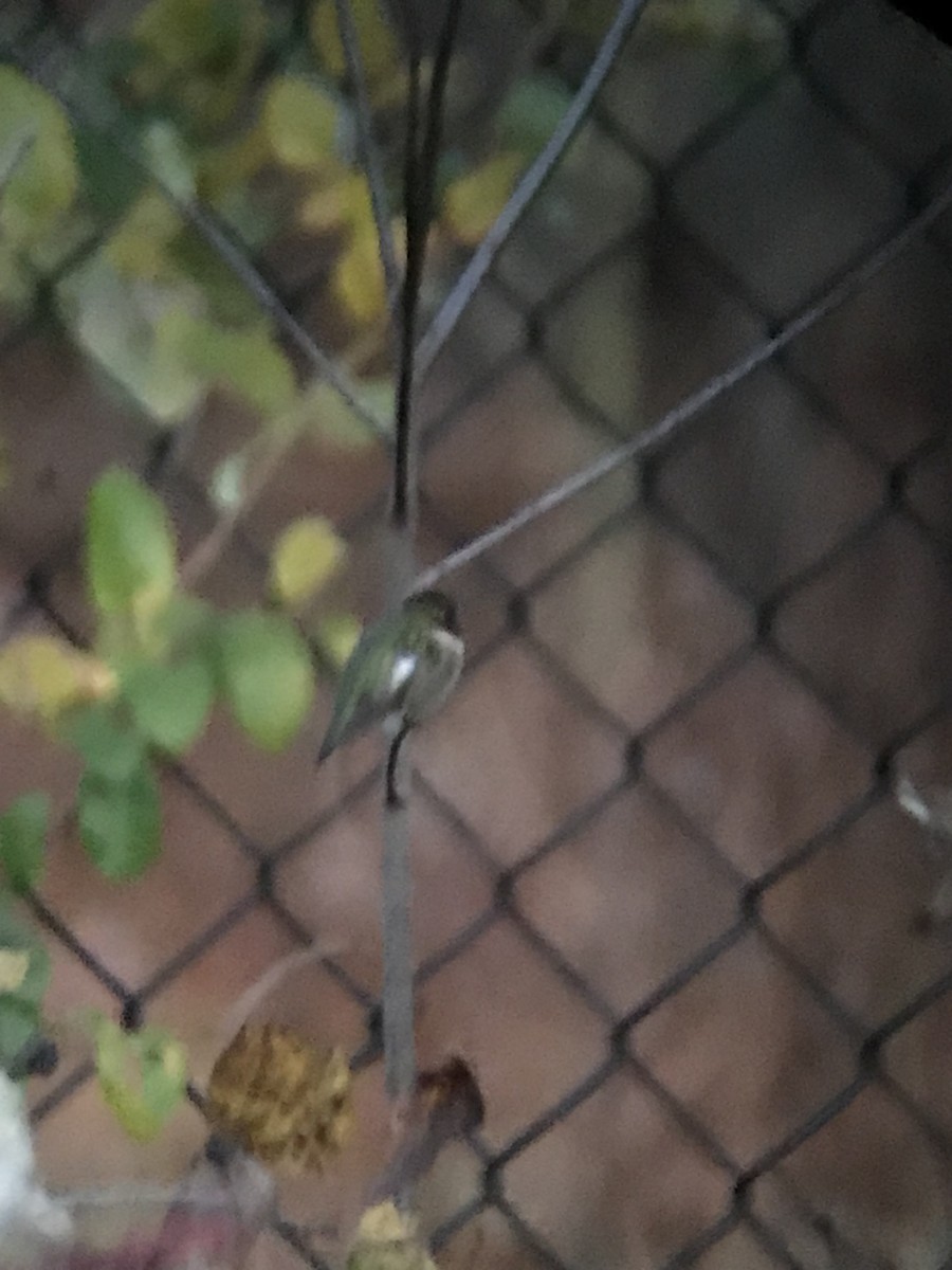 Ruby-throated Hummingbird - ML645774693