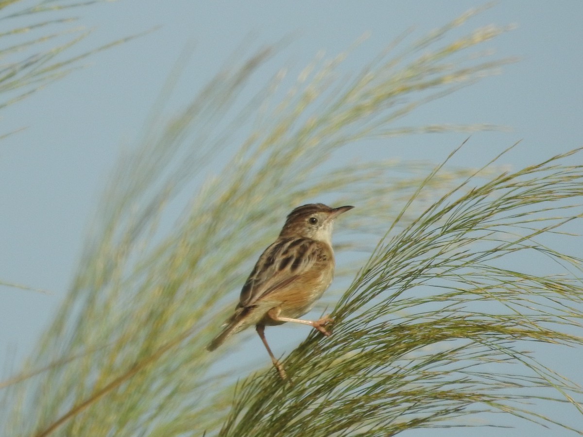 Zitting Cisticola - ML645774698