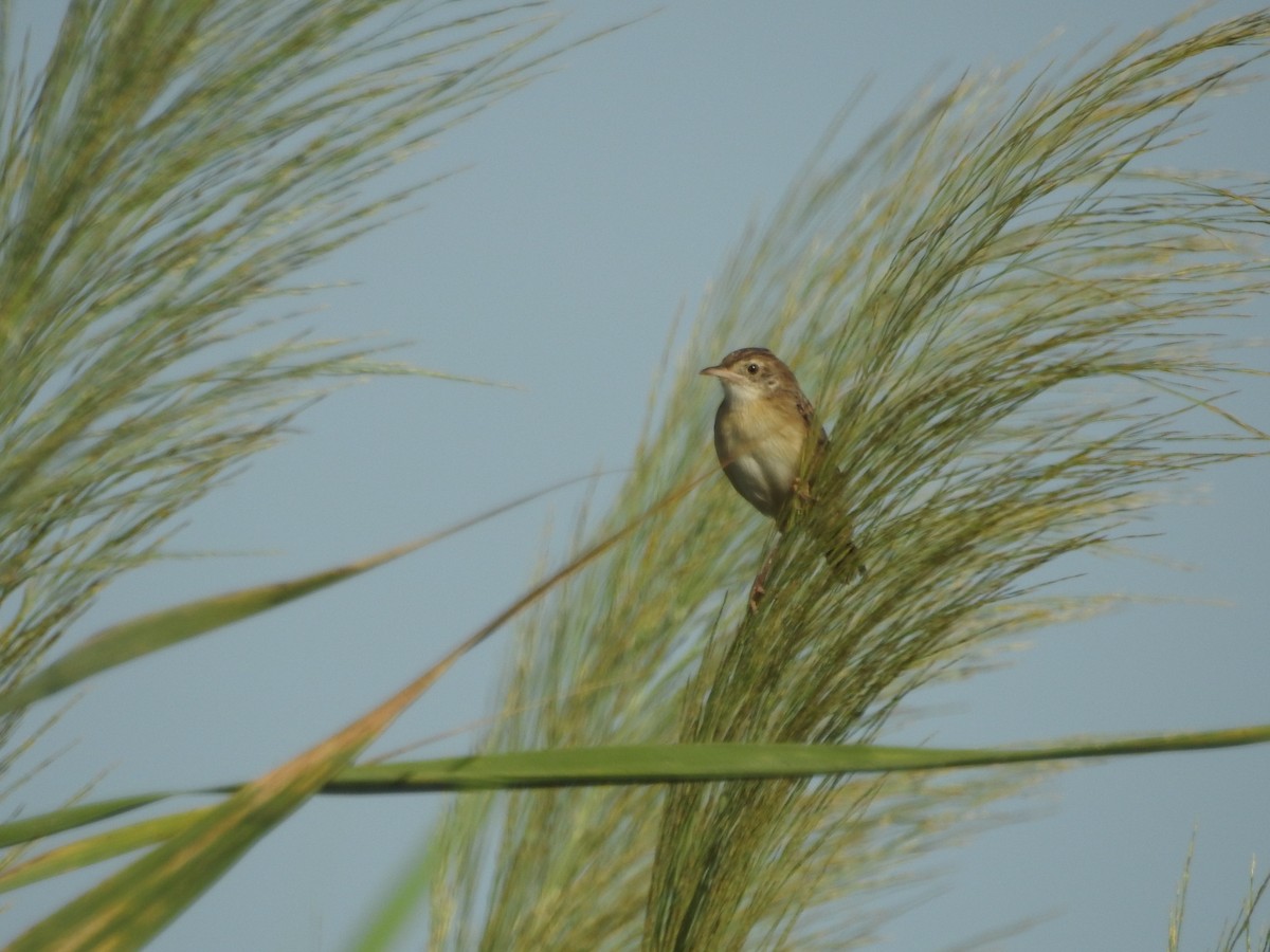 Zitting Cisticola - ML645774699