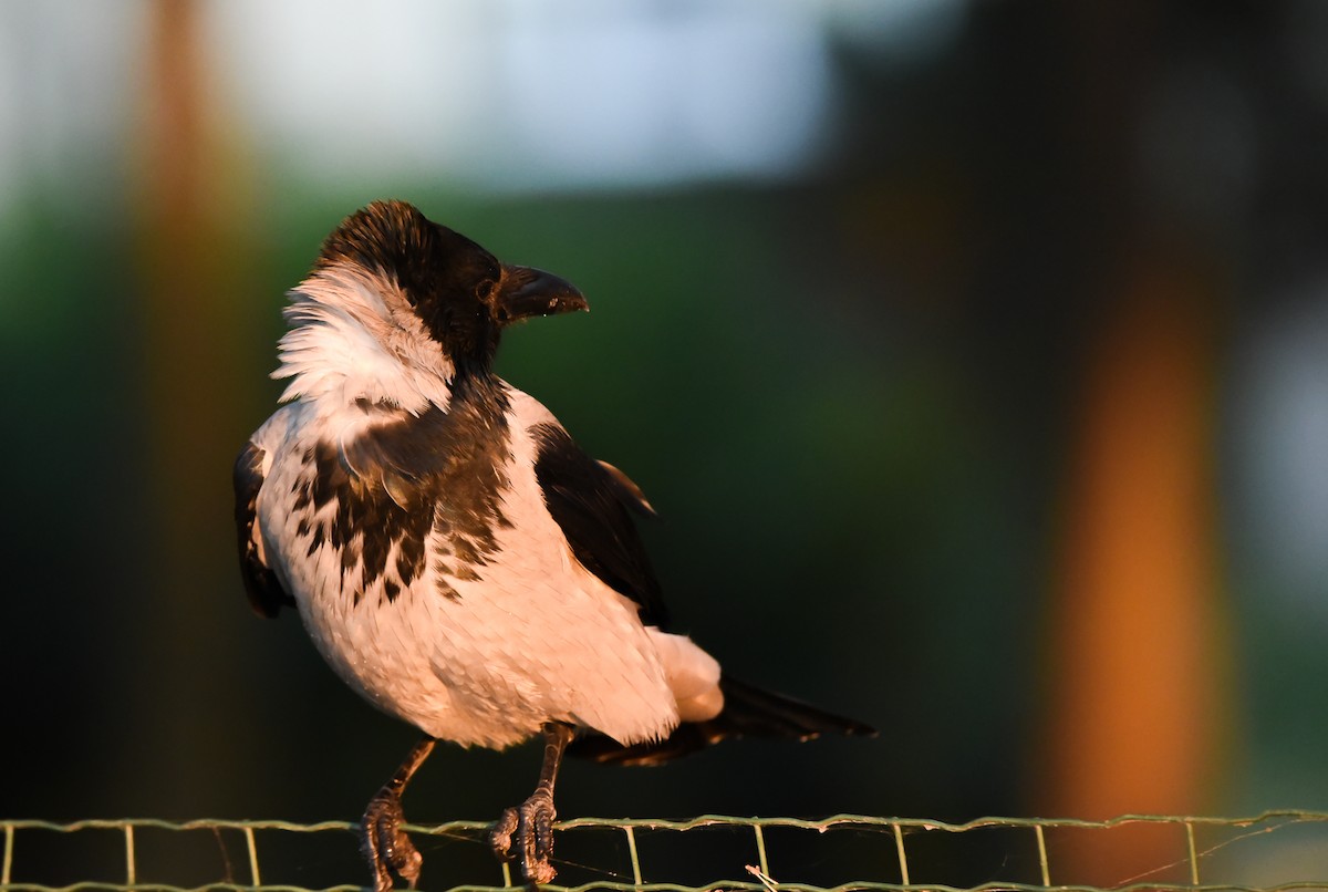 עורב אפור - ML645774703
