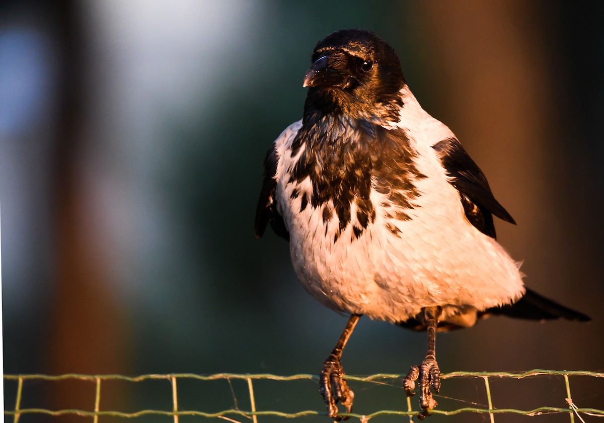 עורב אפור - ML645774704