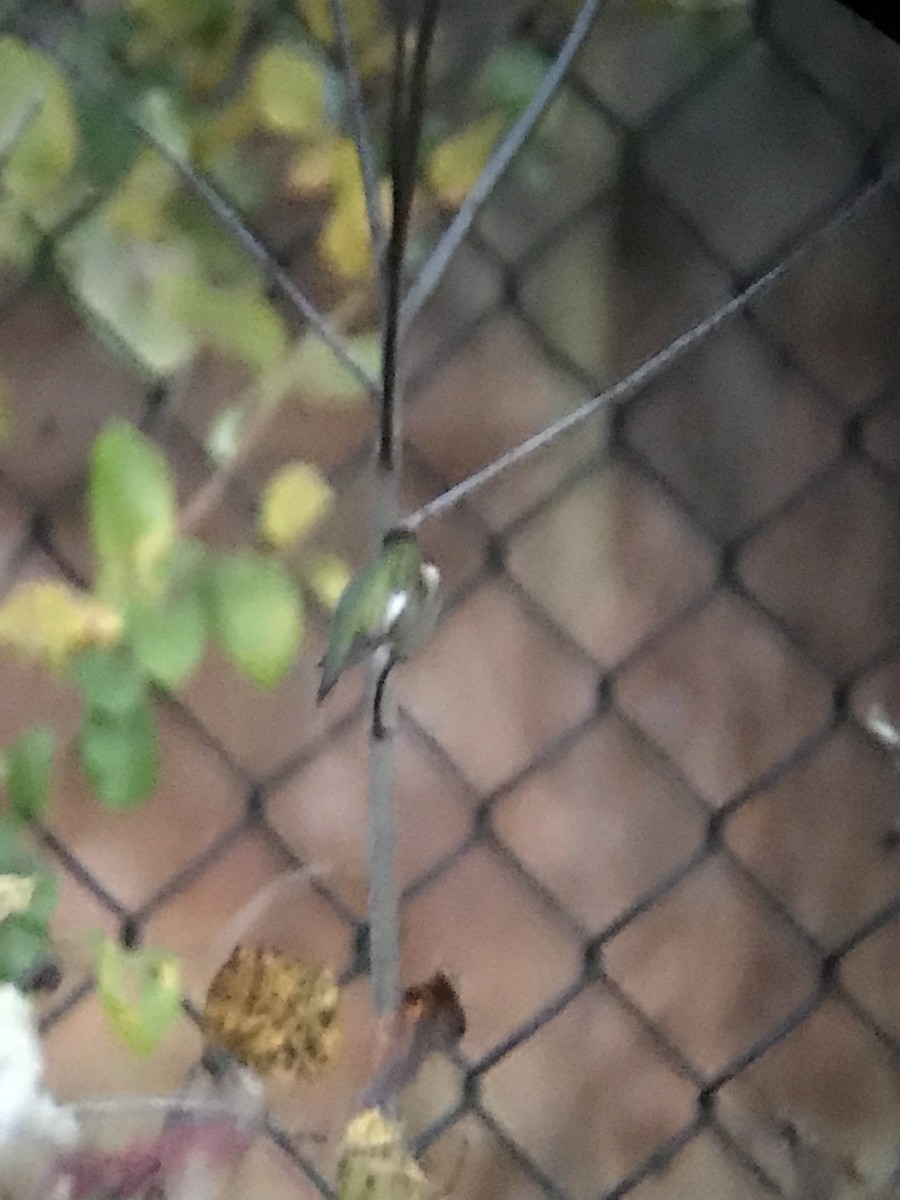 Ruby-throated Hummingbird - ML645774705