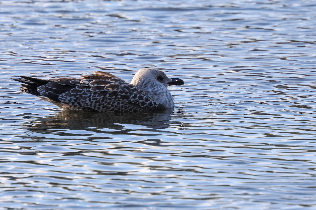 Lesser Black-backed Gull (intermedius) - ML645774723