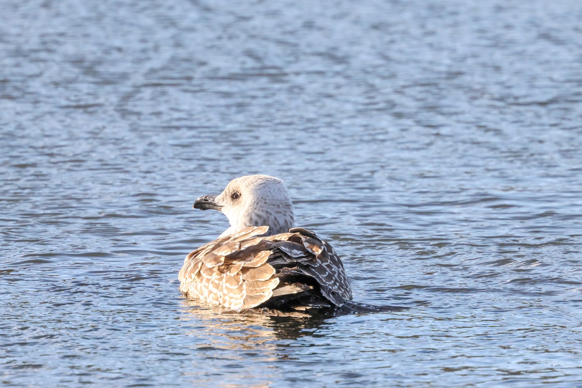 Lesser Black-backed Gull (intermedius) - ML645774724