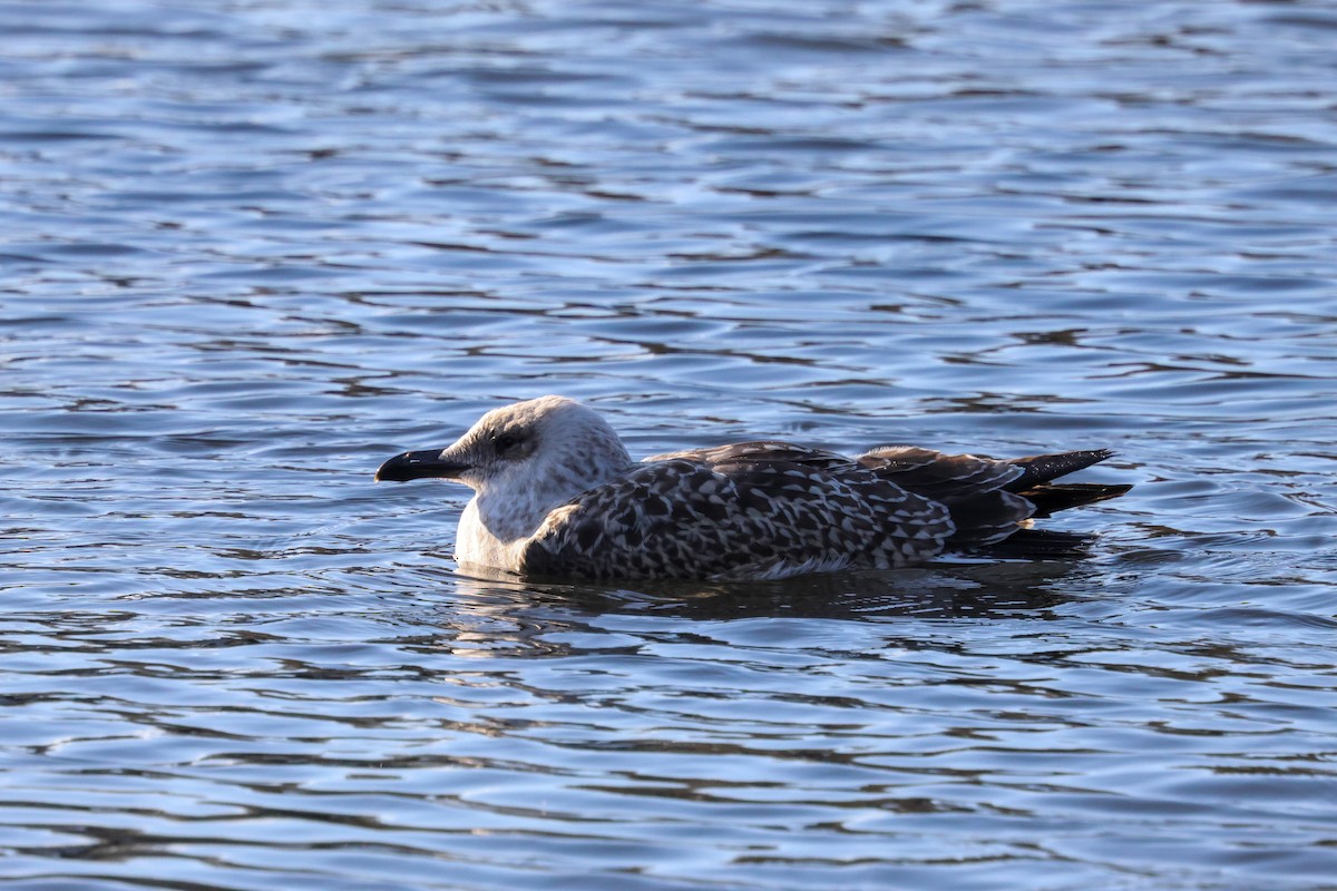 Lesser Black-backed Gull (intermedius) - ML645774725