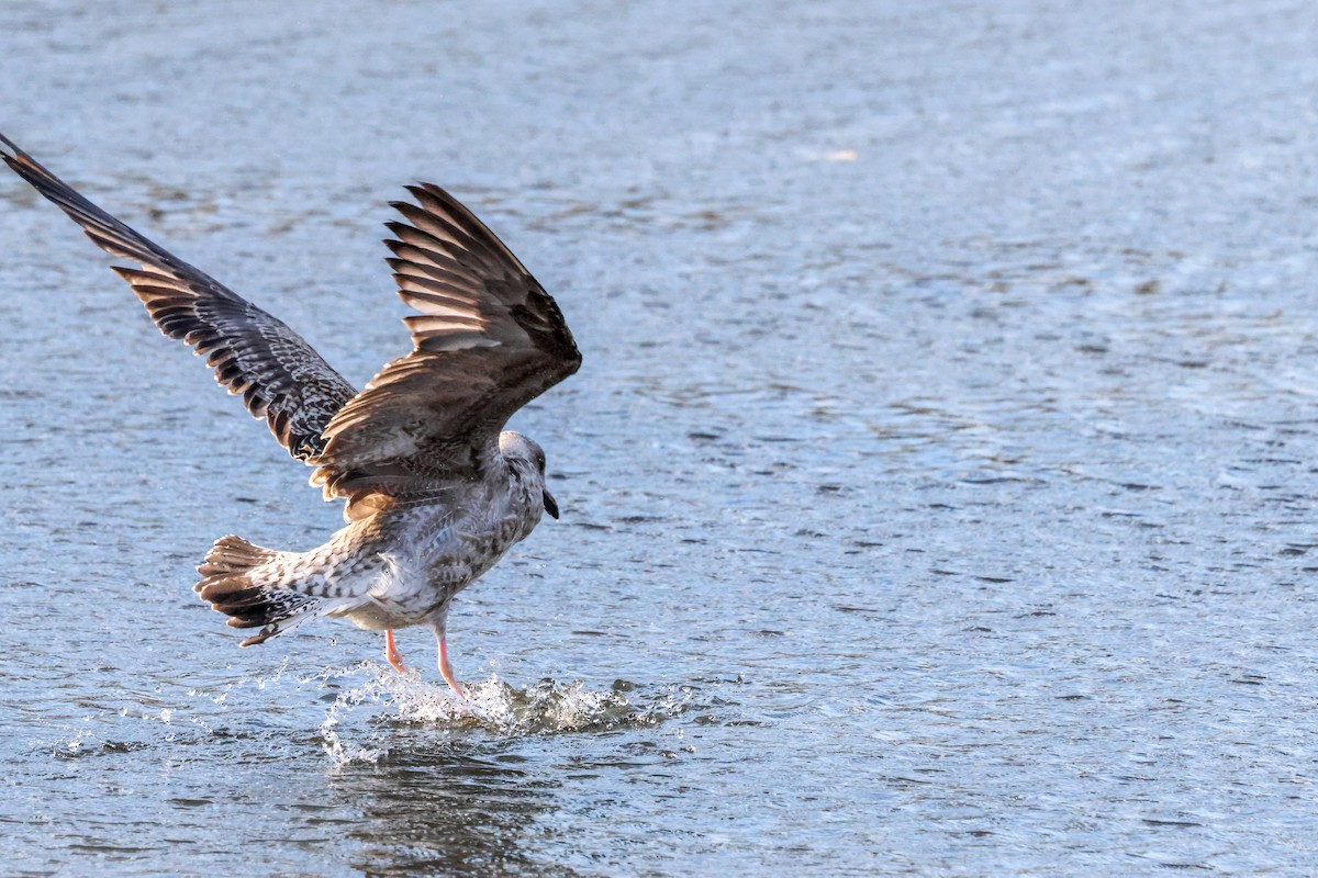 Lesser Black-backed Gull (intermedius) - ML645774729