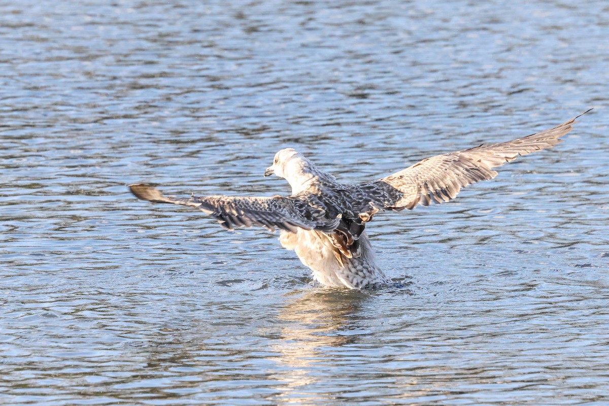 Lesser Black-backed Gull (intermedius) - ML645774730
