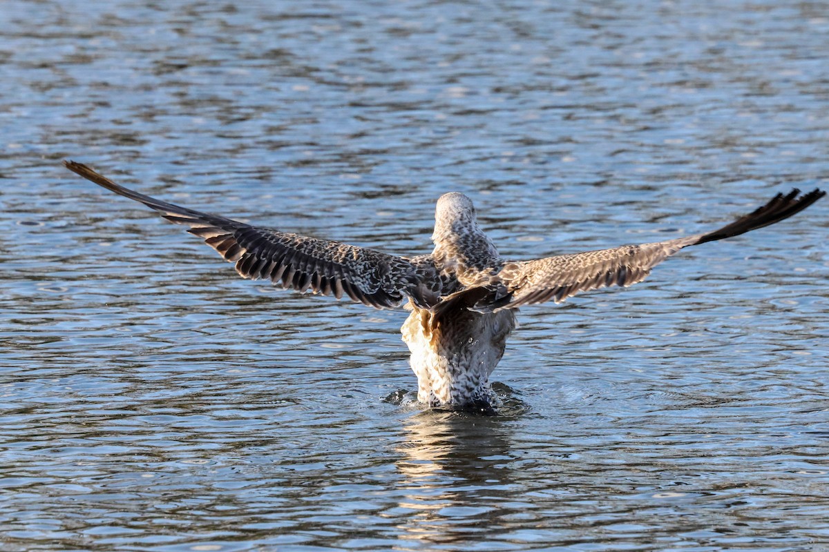 Lesser Black-backed Gull (intermedius) - ML645774731