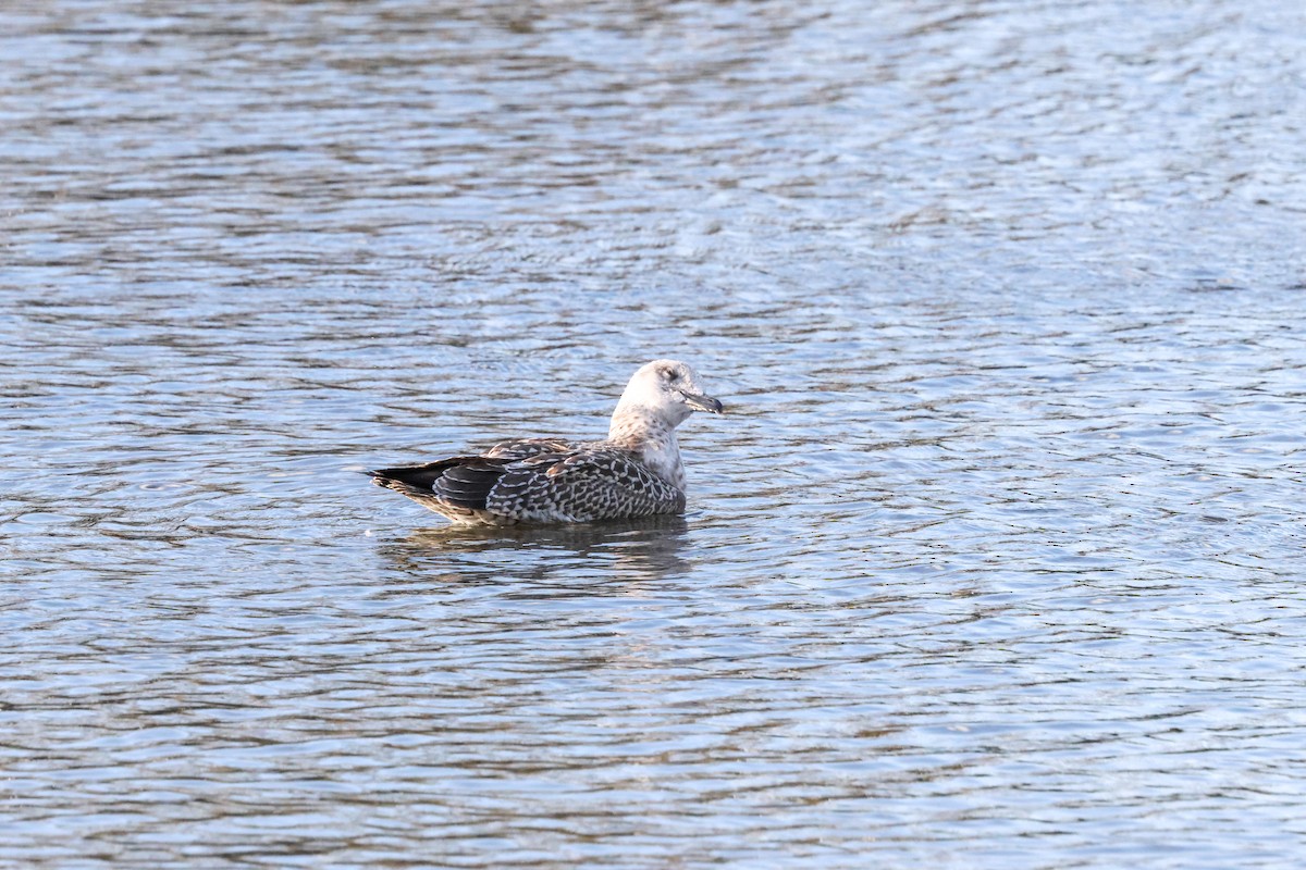 Lesser Black-backed Gull (intermedius) - ML645774732