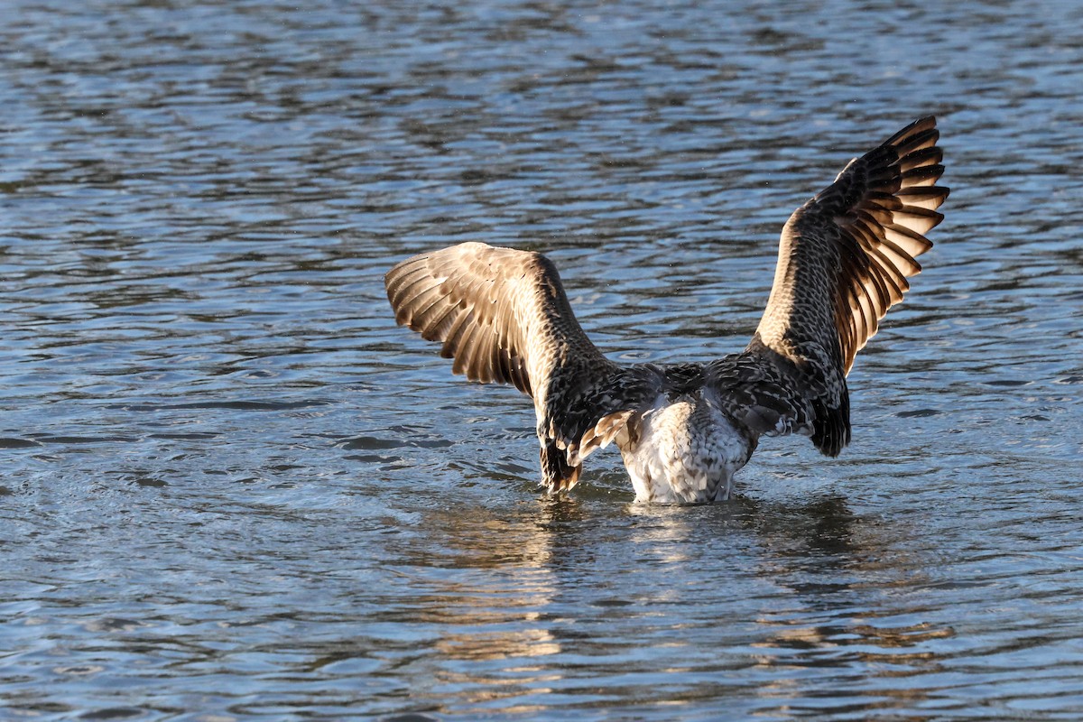Lesser Black-backed Gull (intermedius) - ML645774734