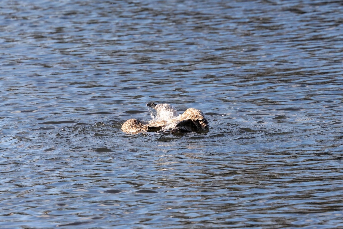 Lesser Black-backed Gull (intermedius) - ML645774735