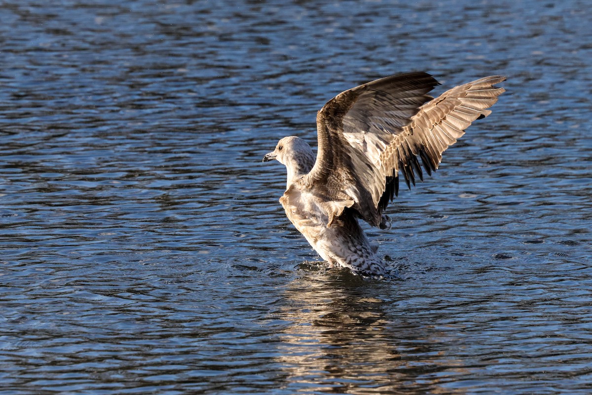Lesser Black-backed Gull (intermedius) - ML645774736