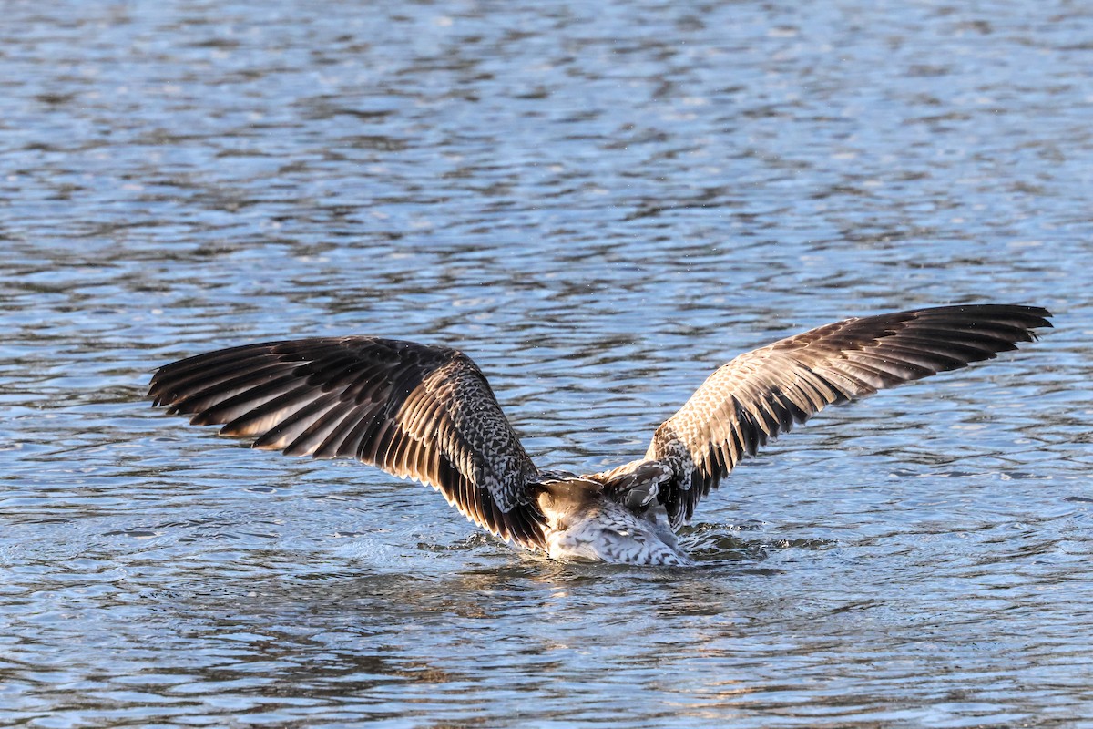 Lesser Black-backed Gull (intermedius) - ML645774737