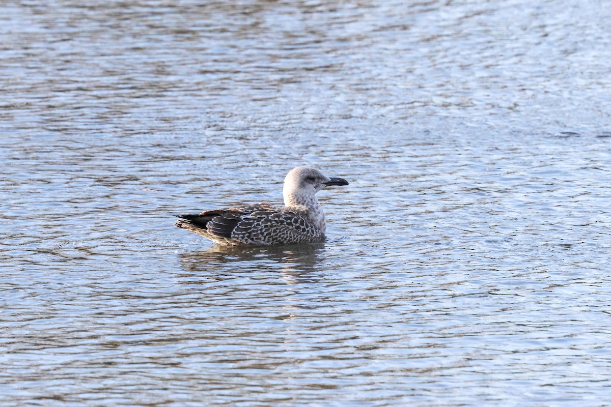 Lesser Black-backed Gull (intermedius) - ML645774738