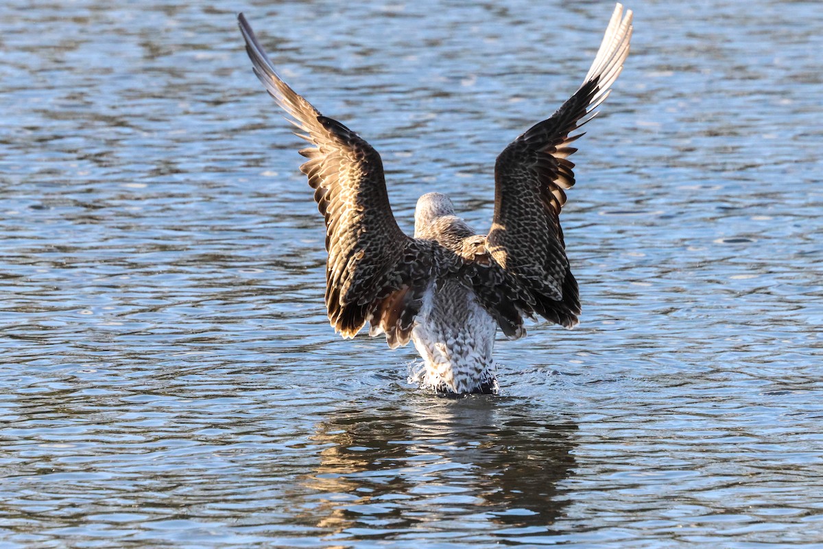 Lesser Black-backed Gull (intermedius) - ML645774739