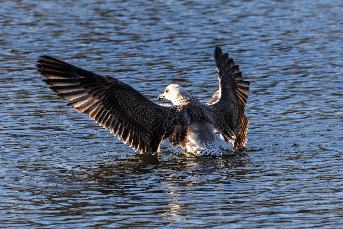 Lesser Black-backed Gull (intermedius) - ML645774740