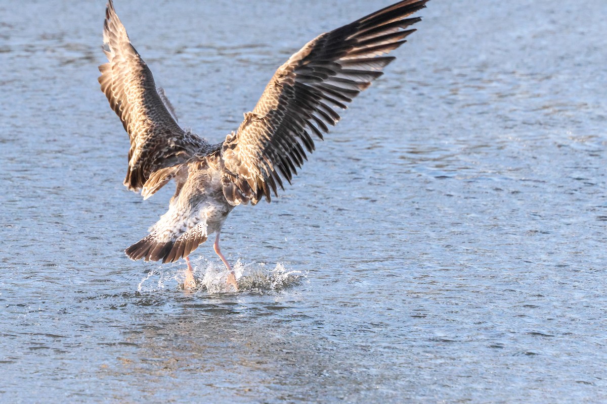 Lesser Black-backed Gull (intermedius) - ML645774741