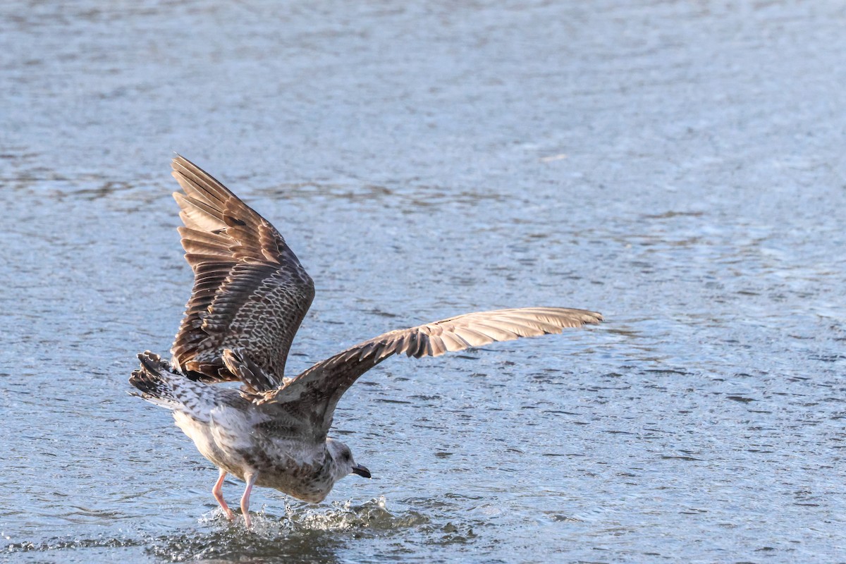 Lesser Black-backed Gull (intermedius) - ML645774742