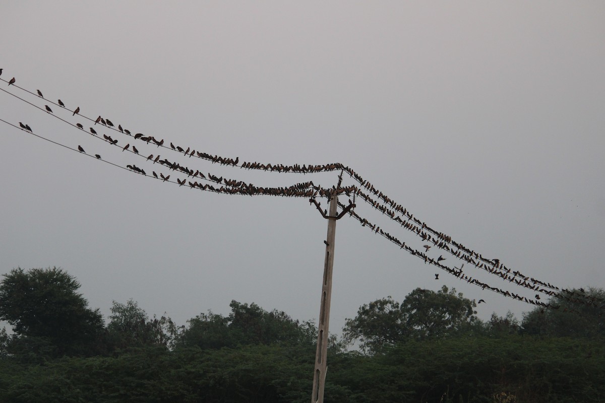 Rosy Starling - ML645774743