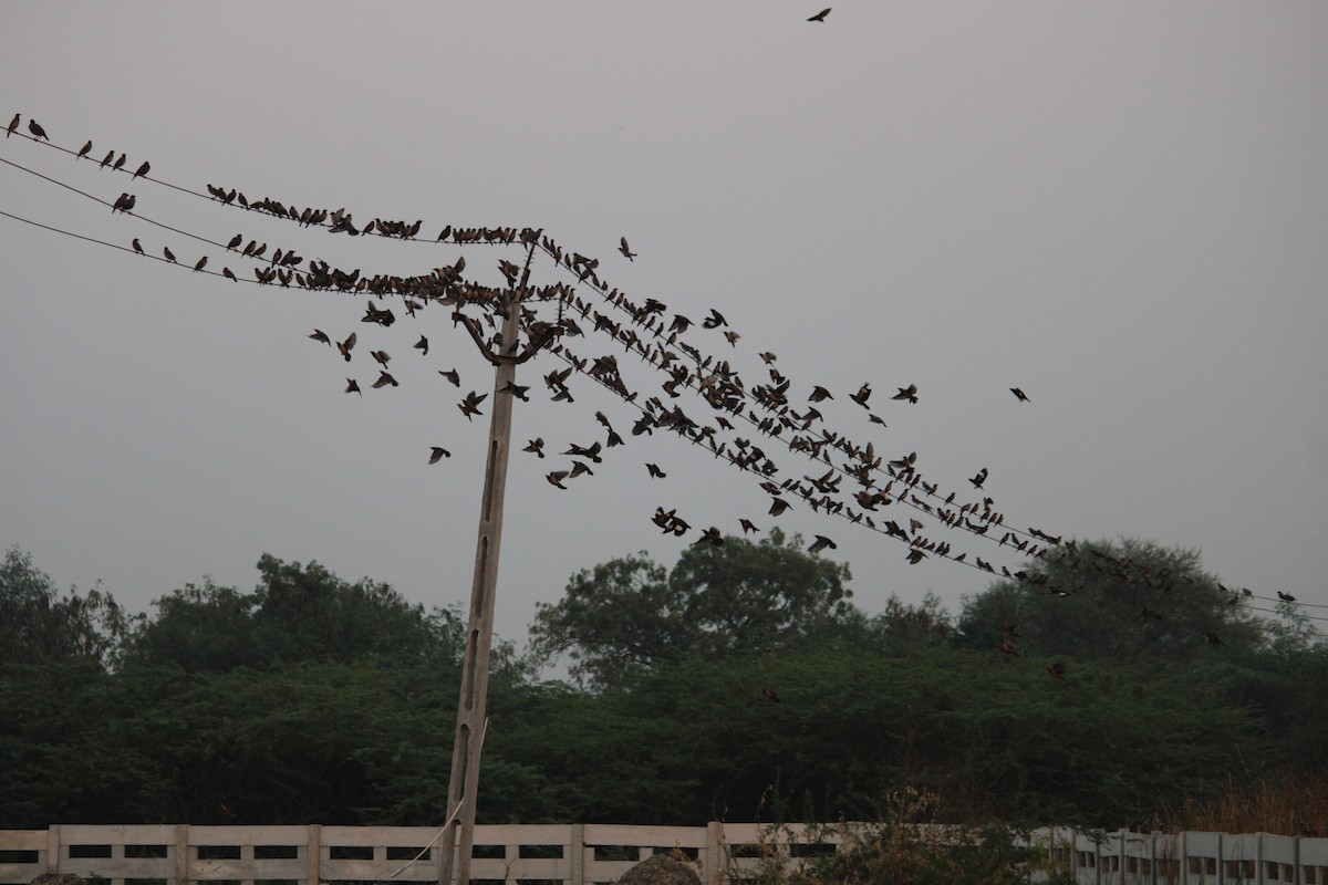 Rosy Starling - ML645774744