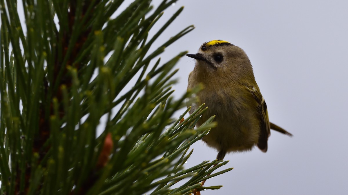 Goldcrest - ML645774751