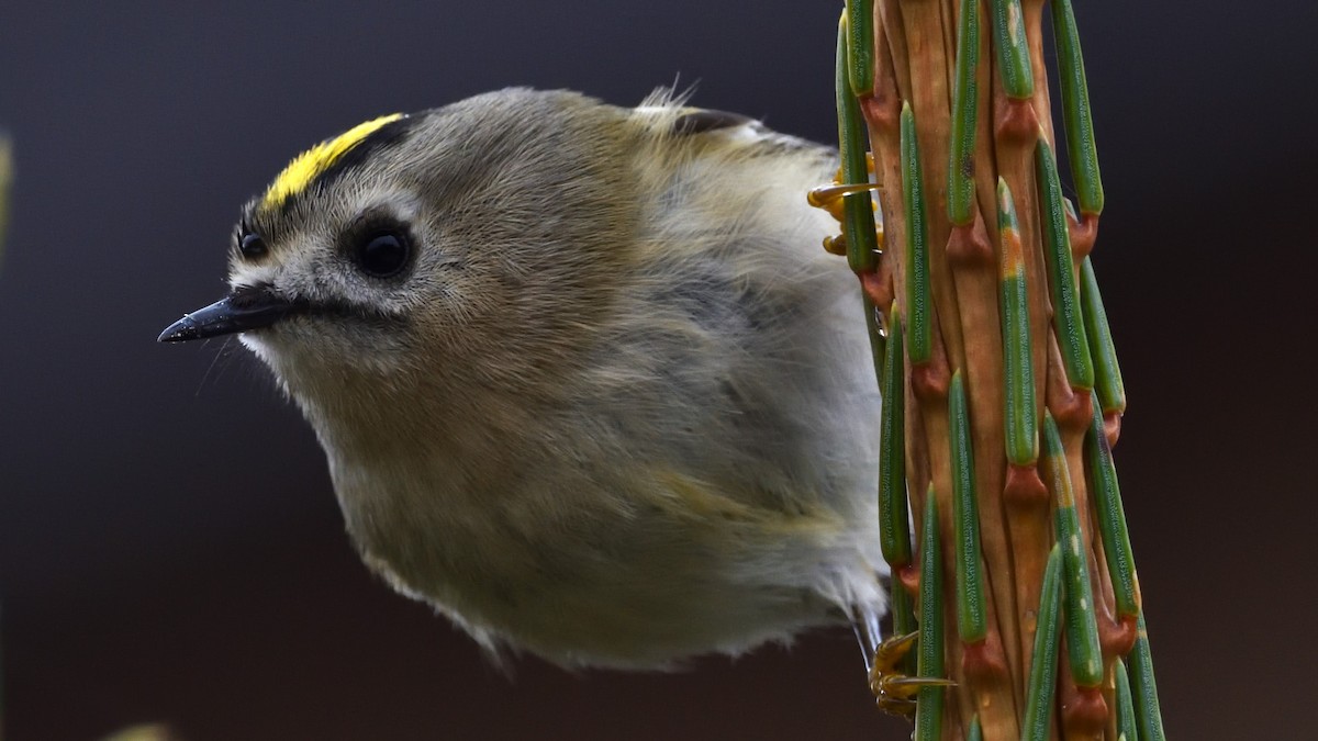 Goldcrest - ML645774752