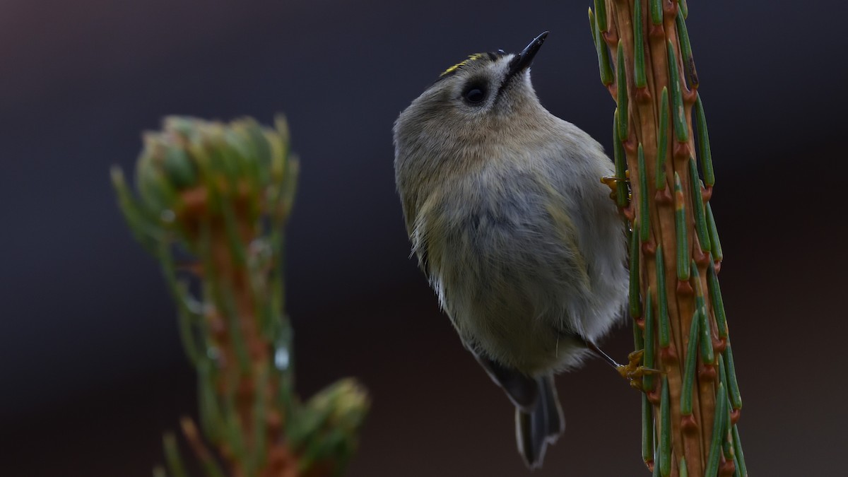 Goldcrest - ML645774753