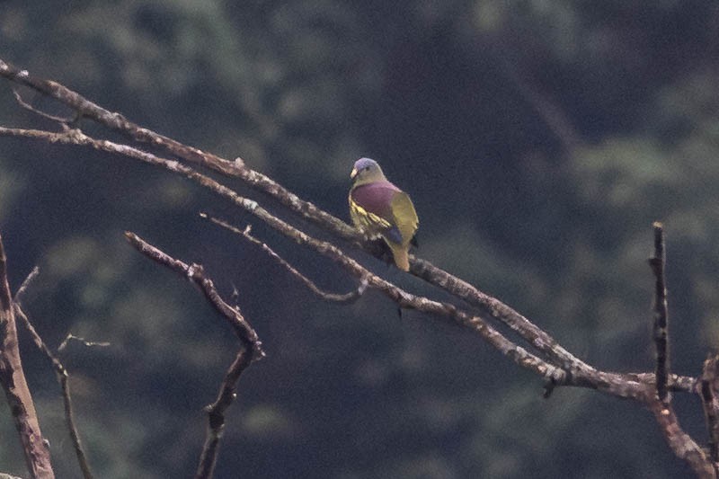 Kalın Gagalı Yeşil Güvercin - ML645774769