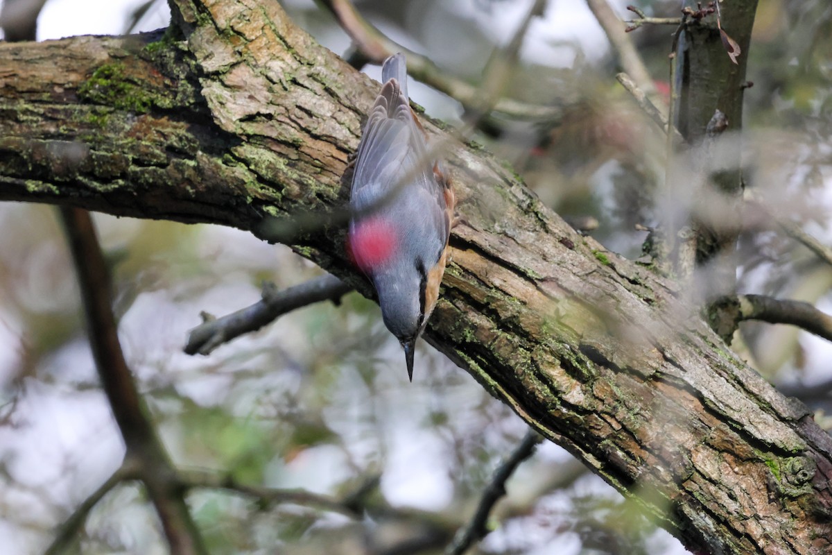 סיטה אירופית - ML645774771
