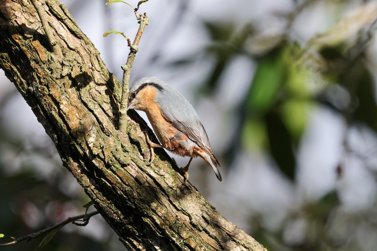 סיטה אירופית - ML645774772