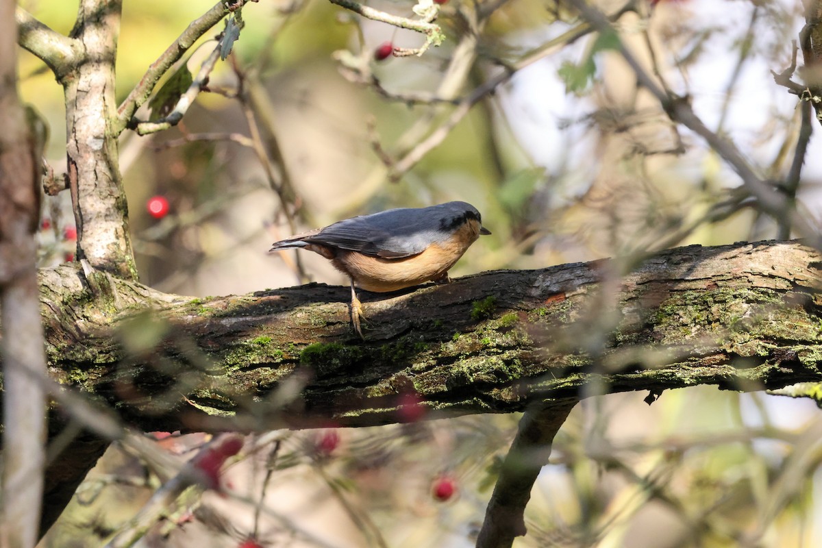 סיטה אירופית - ML645774773