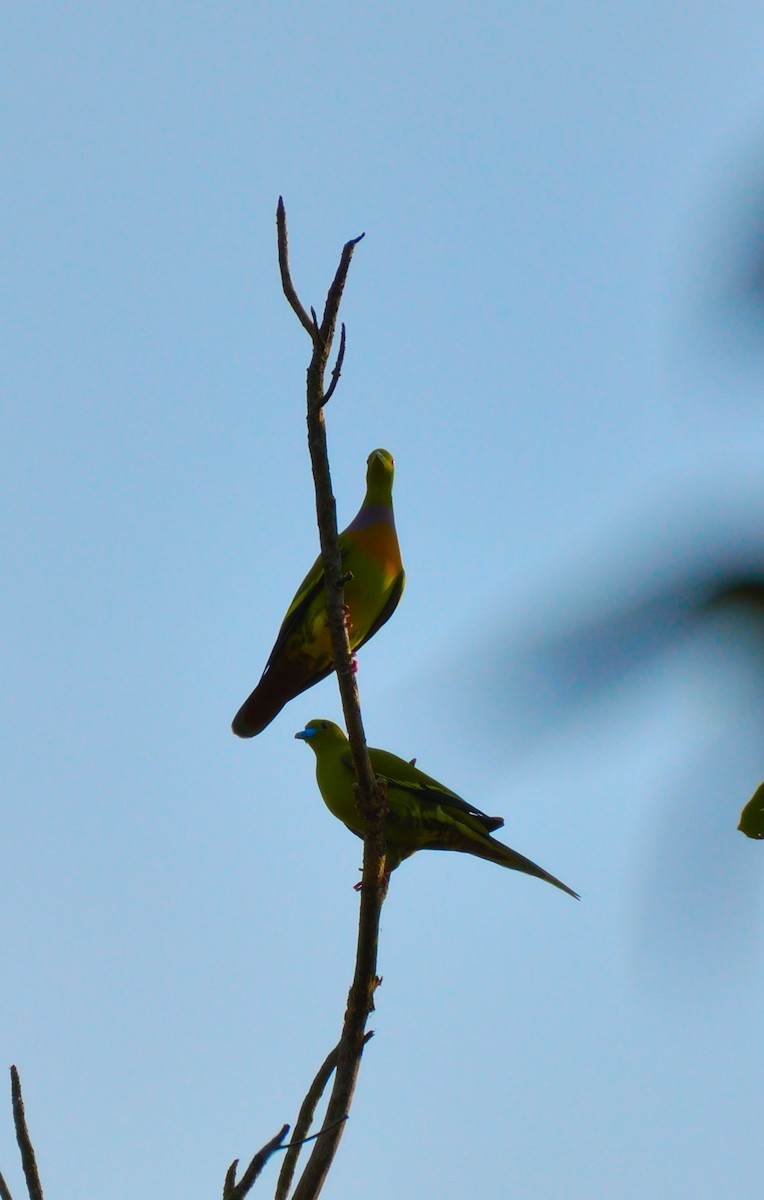 Turuncu Göğüslü Yeşil Güvercin - ML645774774