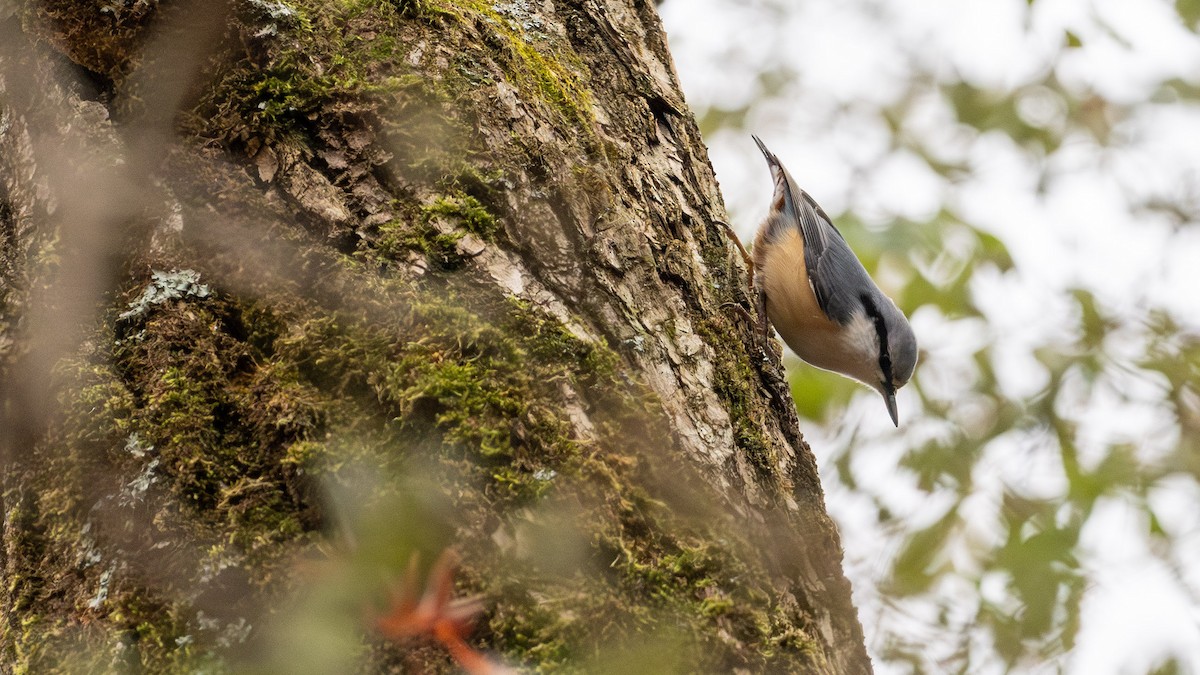 spettmeis - ML645774776