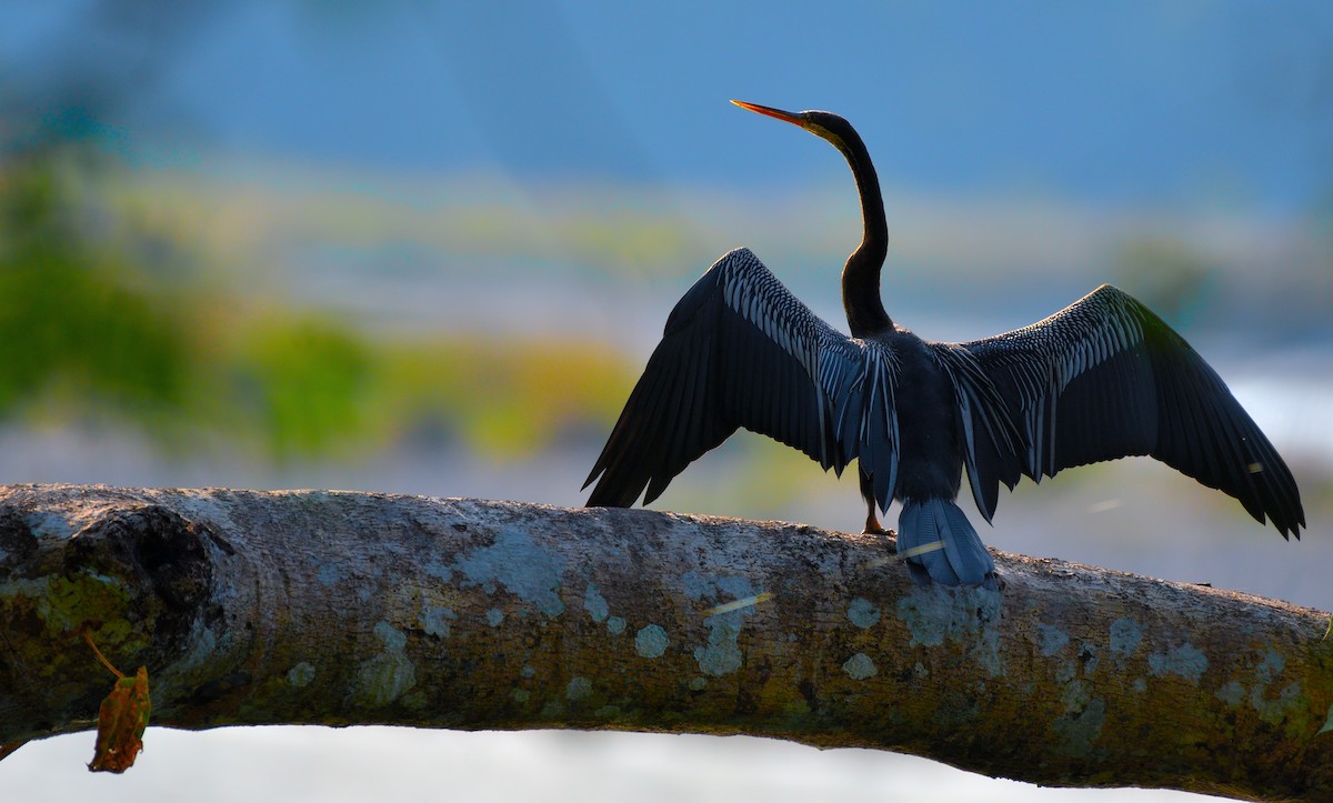 orientslangehals - ML645774777