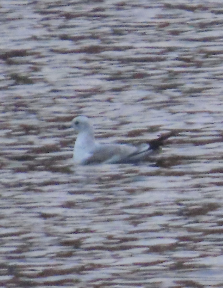 Common Gull - ML645774782