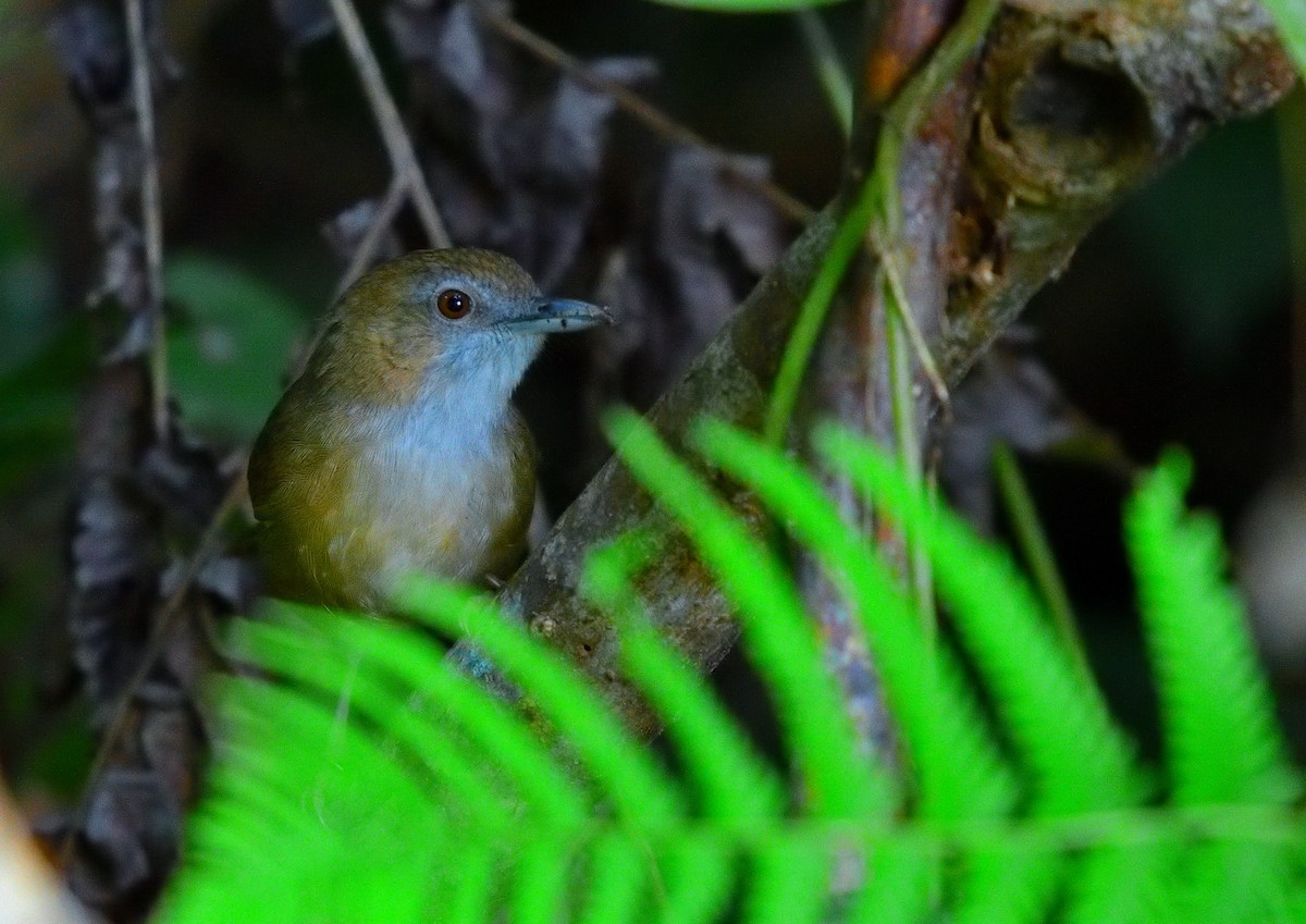 Abbott's Babbler - ML645774783