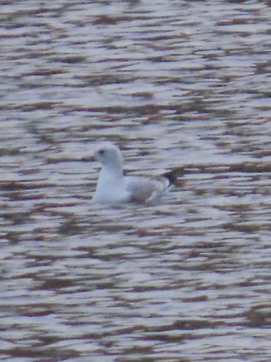 Common Gull - ML645774784