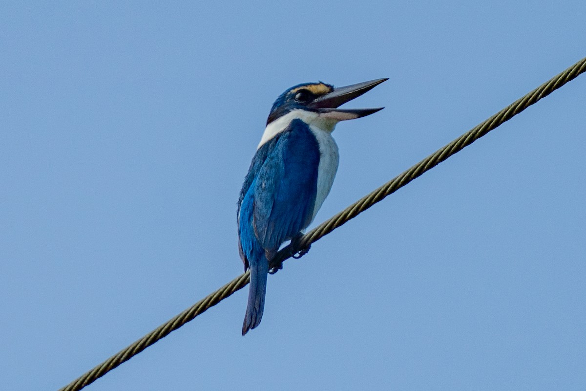 Pacific Kingfisher - ML645774785