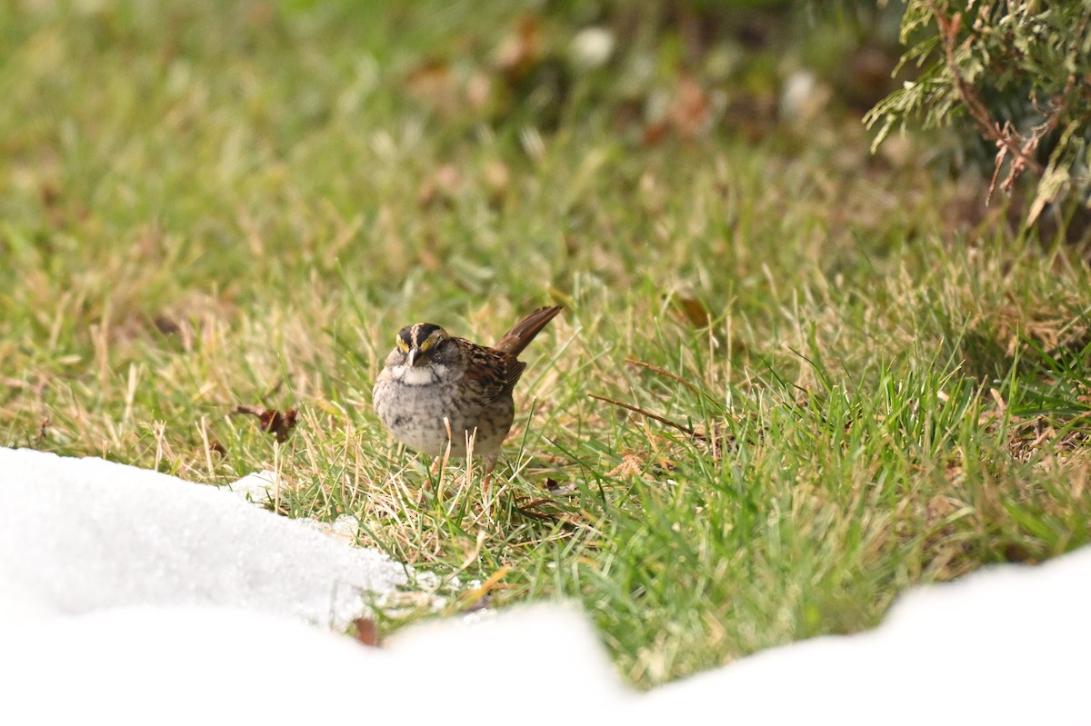 White-throated Sparrow - ML645774789