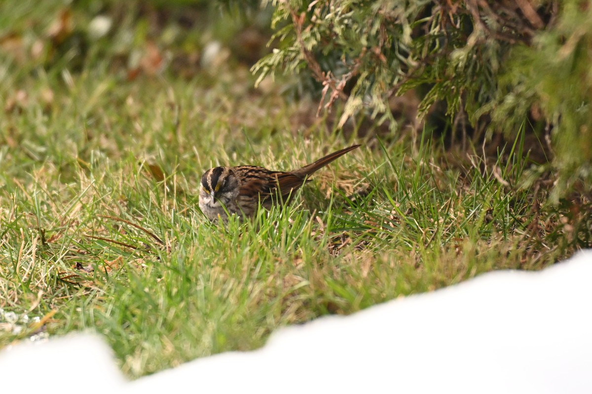 White-throated Sparrow - ML645774790