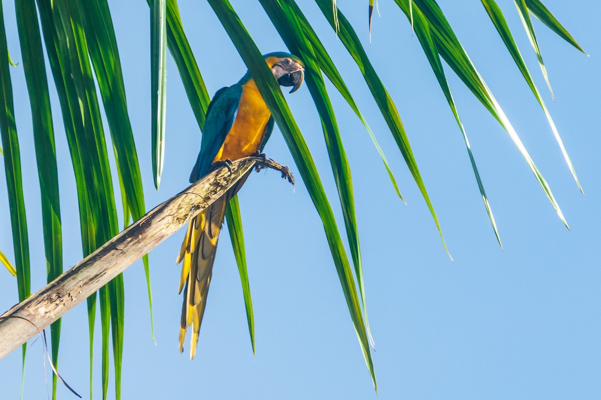 ארה כחולה-וצהובה - ML645774791