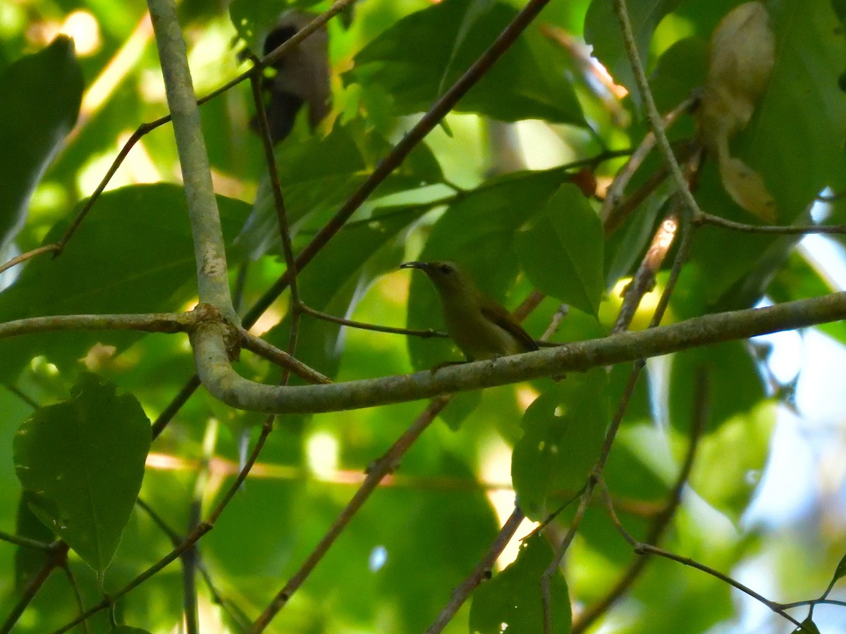 Траурная нектарница - ML645774796